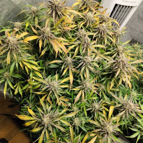 BBC #2 growlog timeline photo