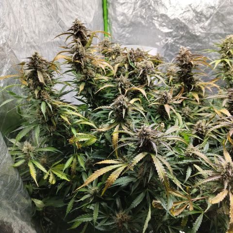 BBC #2 growlog timeline photo