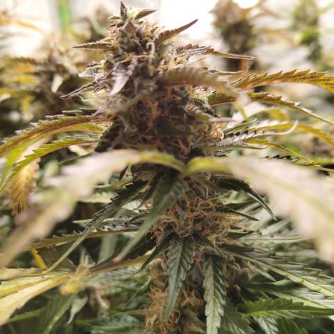 BBC #2 growlog timeline photo