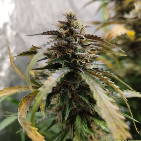 BBC #2 growlog timeline photo