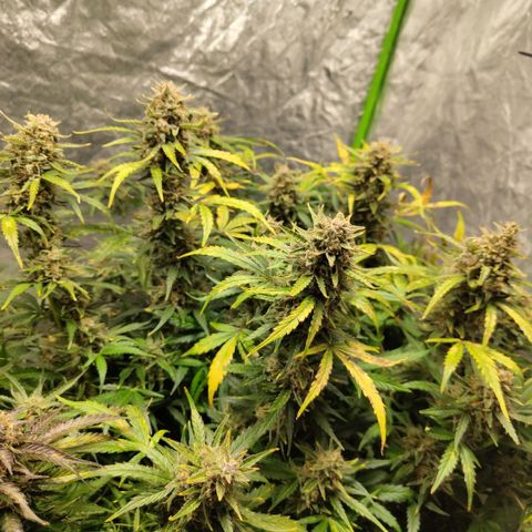 BBC #3 growlog photo: Huge colas
