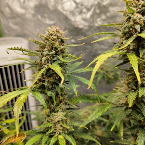 BBC #3 growlog photo: Huge colas