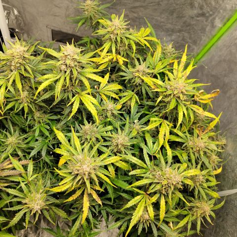 BBC #3 growlog photo: Huge colas