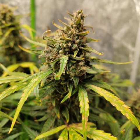 BBC #3 growlog photo: Huge colas