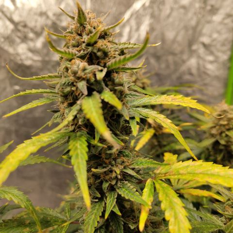 BBC #3 growlog photo: Huge colas