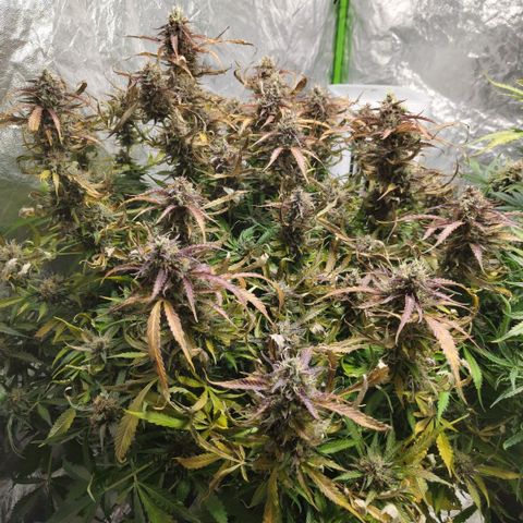 BBC #2 growlog timeline photo