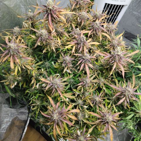 BBC #2 growlog photo: Before plucking dead leaves