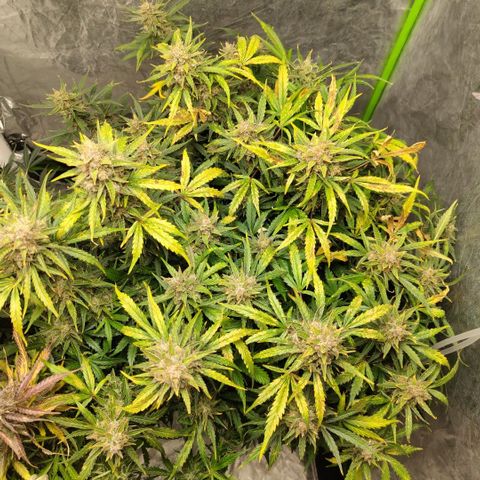 BBC #3 growlog photo: Before plucking dead leaves