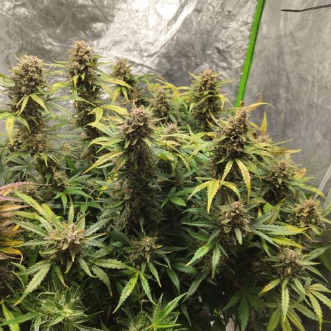 BBC #3 growlog timeline photo