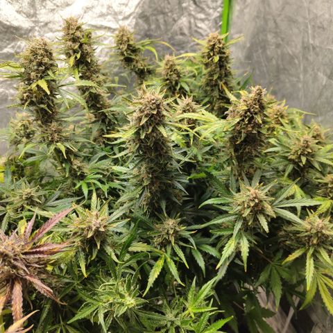 BBC #3 growlog timeline photo