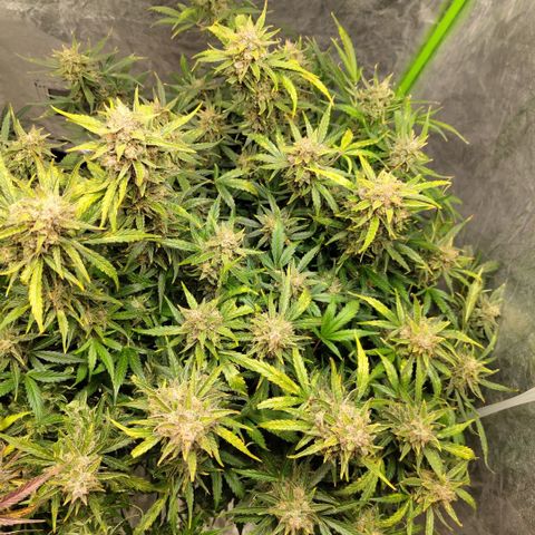 BBC #3 growlog photo: After plucking