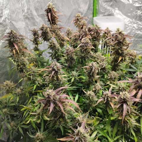 BBC #2 growlog timeline photo