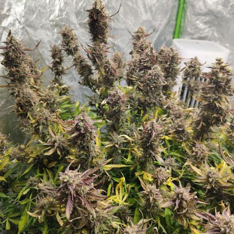 BBC #2 growlog photo: Before chop