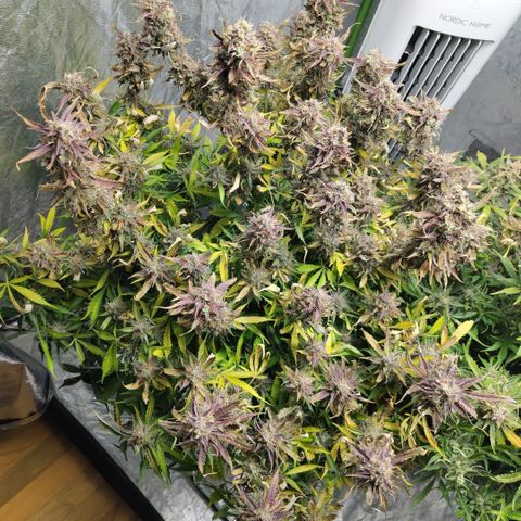 BBC #2 growlog photo: Before chop