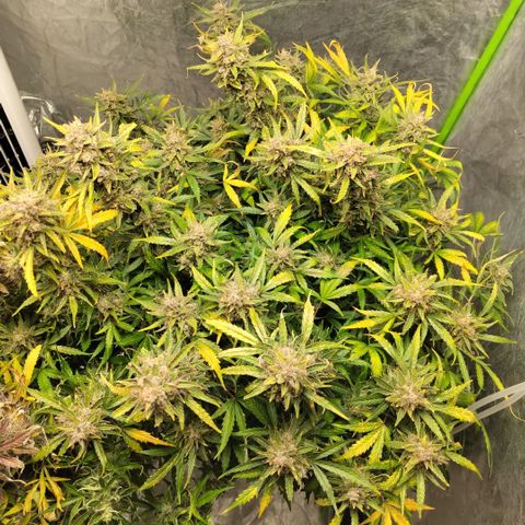 BBC #3 growlog photo: Nefore vjop