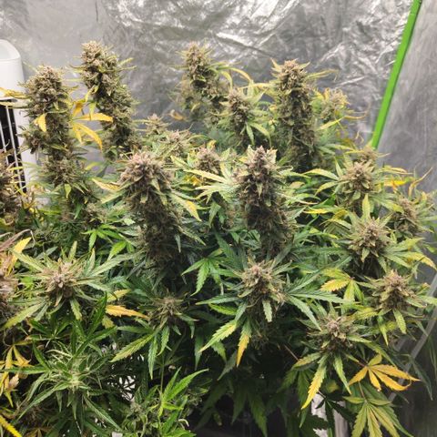 BBC #3 growlog photo: Nefore vjop