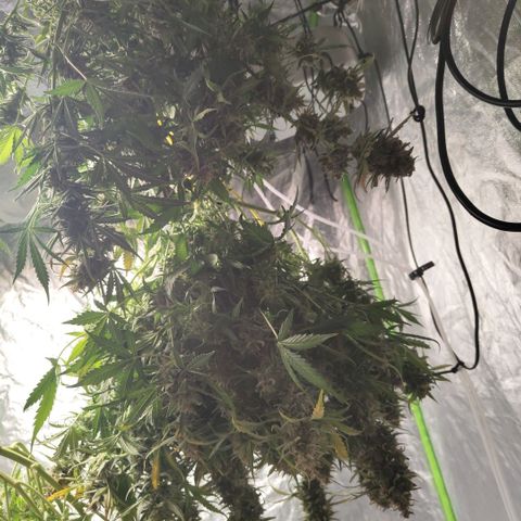 BBC #3 growlog photo: Hanging