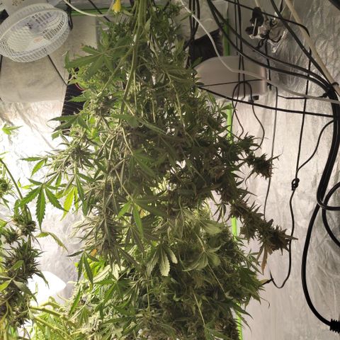 BBC #3 growlog photo: Hanging