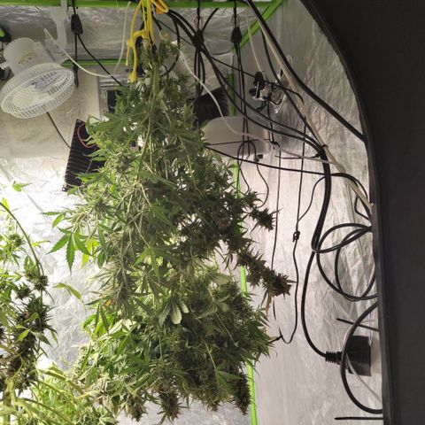 BBC #3 growlog photo: Hanging