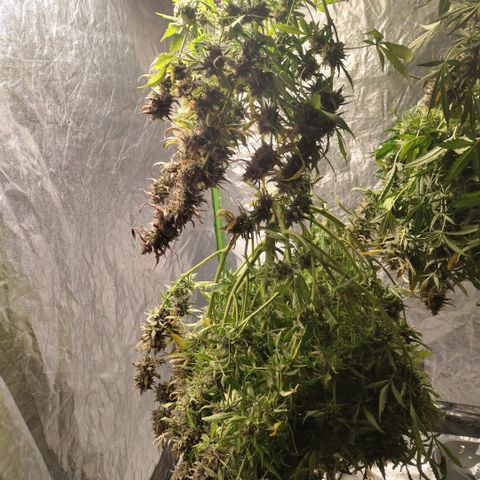 BBC #2 growlog photo: Hanging #2