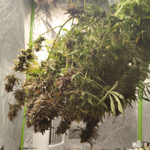 BBC #2 growlog photo: Hanging #2