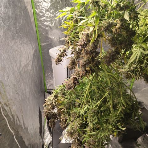BBC #2 growlog photo: Hanging #2