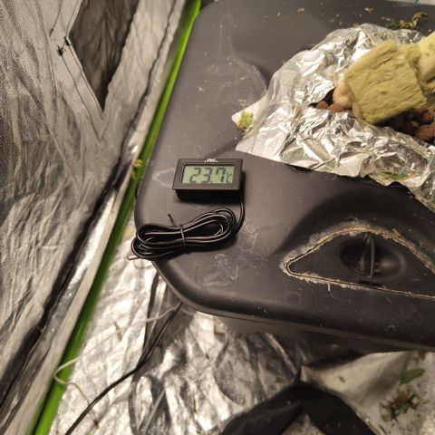 BBC #2 growlog photo: Start of drying