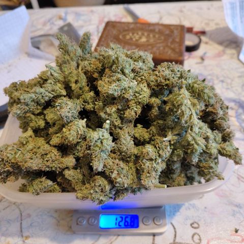 BBC #3 growlog photo: A grade