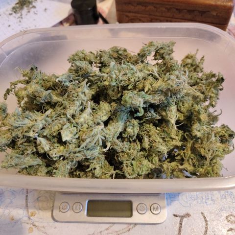 BBC #3 growlog photo: B-grade