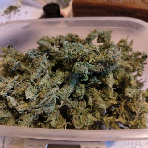 BBC #3 growlog timeline photo