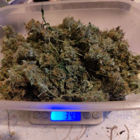 BBC #2 growlog photo: B-grade