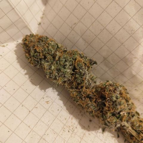 BBC #2 growlog timeline photo