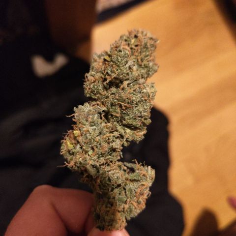 BBC #3 growlog timeline photo