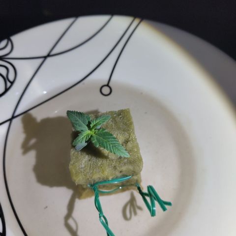 GorillaZ #2.7 growlog timeline photo