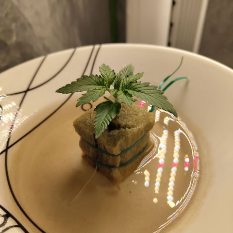 GorillaZ #2.7 growlog timeline photo