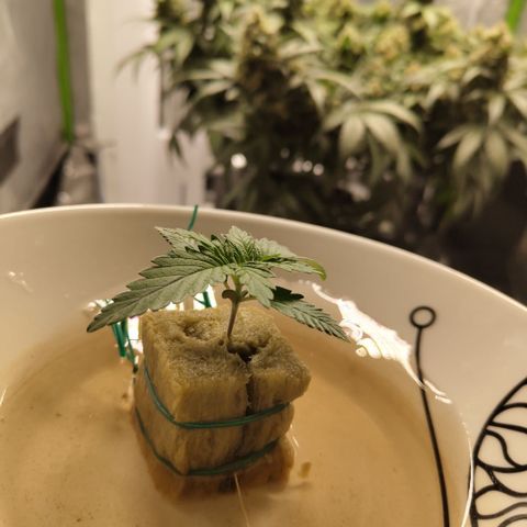 GorillaZ #2.7 growlog timeline photo