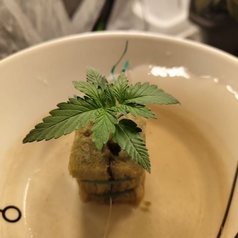 GorillaZ #2.7 growlog timeline photo