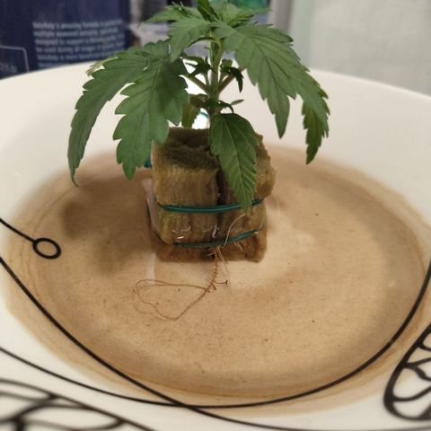 GorillaZ #2.7 growlog timeline photo