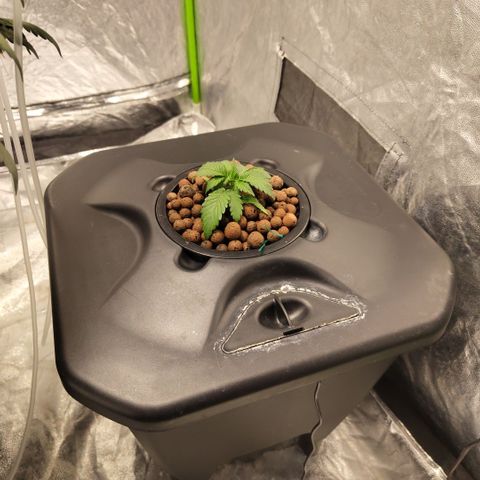 GorillaZ #2.7 growlog timeline photo