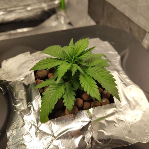 GorillaZ #2.7 growlog photo: Roots out - what a change overnight