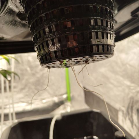 GorillaZ #2.7 growlog photo: Roots out - what a change overnight