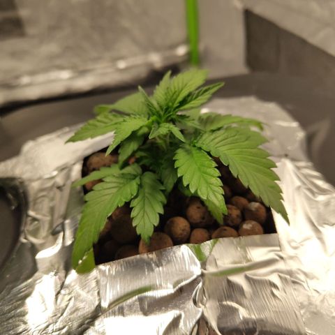 GorillaZ #2.7 growlog timeline photo