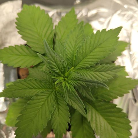 GorillaZ #2.7 growlog timeline photo