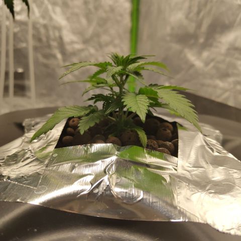 GorillaZ #2.7 growlog timeline photo