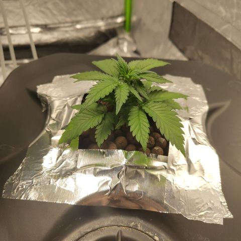 GorillaZ #2.7 growlog timeline photo