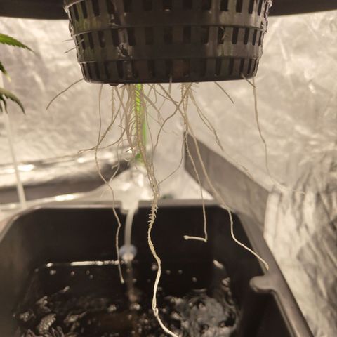 GorillaZ #2.7 growlog timeline photo