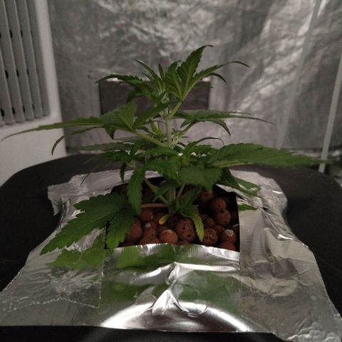 GorillaZ #2.7 growlog timeline photo