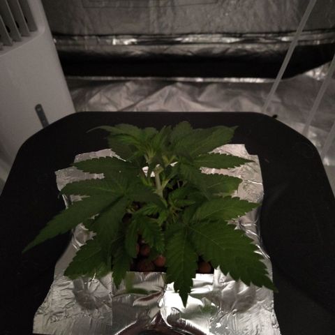 GorillaZ #2.7 growlog timeline photo