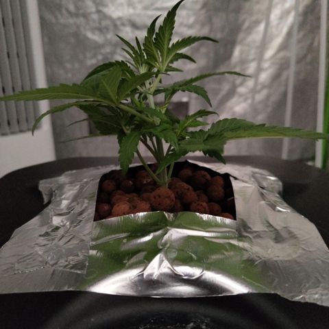 GorillaZ #2.7 growlog photo: After trim