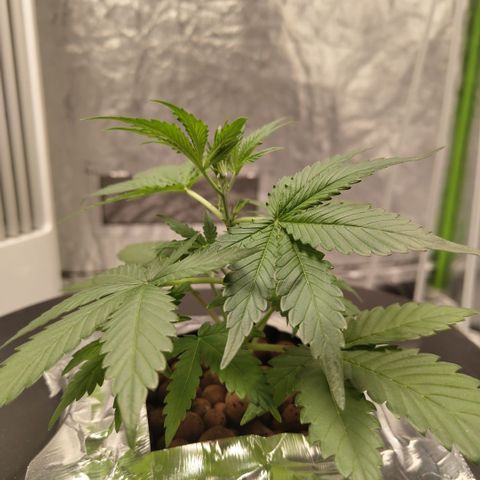 GorillaZ #2.7 growlog timeline photo